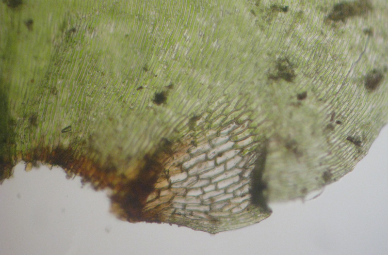 Rhytidiadelphus subpinnatus